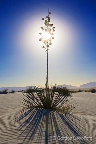 White Sands_32015.jpg - Soaptree Yucca photographed at the White Sands National Monument near Alamogordo, New Mexico, USA.